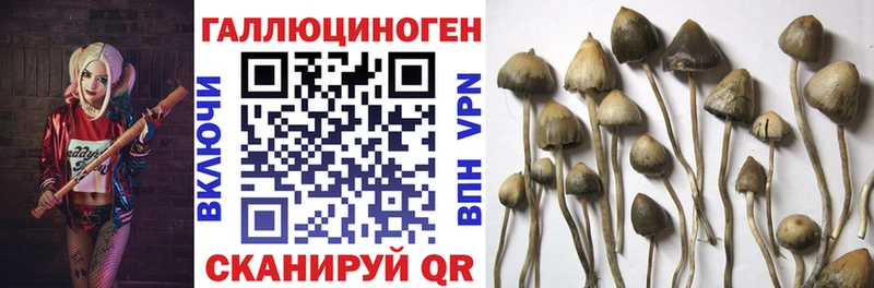Псилоцибиновые грибы Psilocybe  Лангепас 